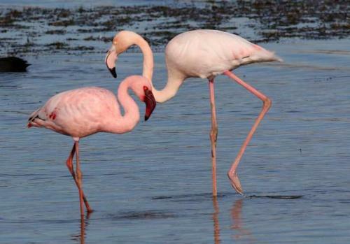 Apartamento Flamingo Palms