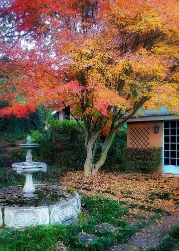 Lodge Birches Cottage & The Willows Garden Room