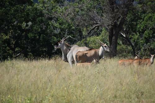 Lodge Moletani Game Ranch