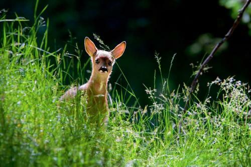 Camping Val Di Sole