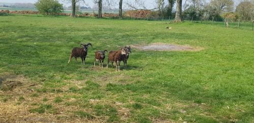 Bed & Breakfast Le Blockhaus De Doml�ger