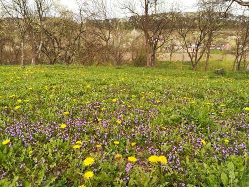 Lavander Garden Camping