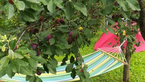 Lavander Garden Camping