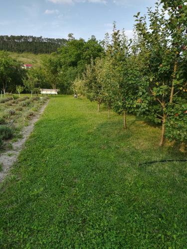 Lavander Garden Camping
