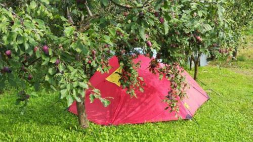 Lavander Garden Camping
