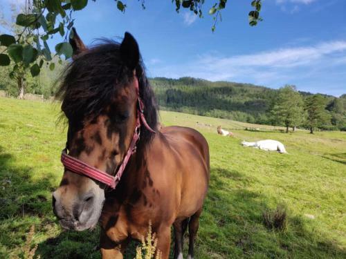 Hostal Vikedal Relax Center