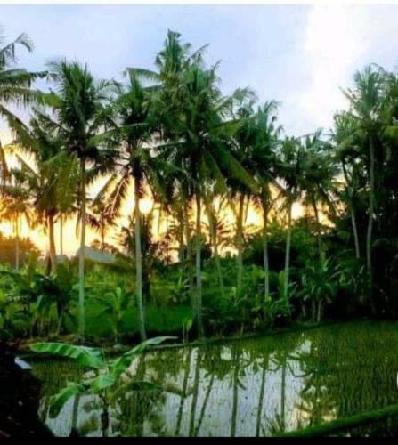 Pondok Diana