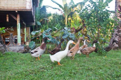 Lodge Jasri Dalem Surf Retreat