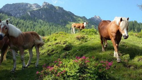 Hostal G�stehaus Kristall