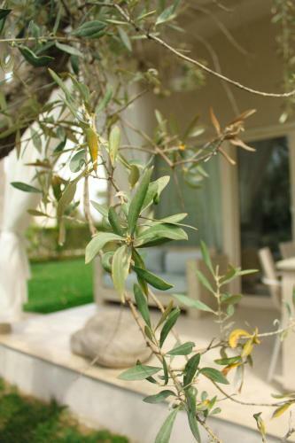 Olive Dream Thassos Luxury Villas