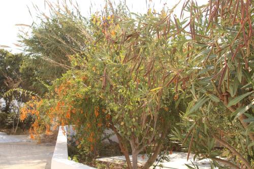 Apartamento Astypalea Villas