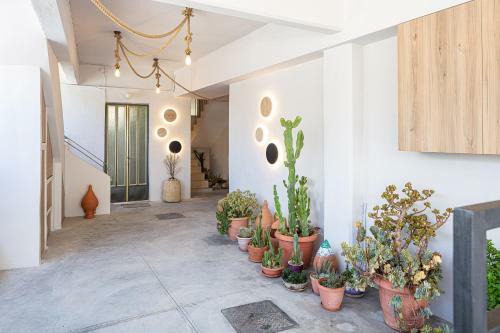 Cactopia Apartments - Euphorbia Milii Apartment