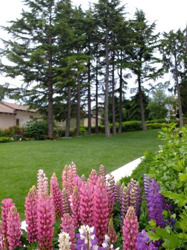 Hotel La Pineta