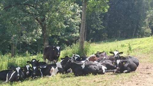 Agroturismo Erlebnisbauernhof Steinerhof
