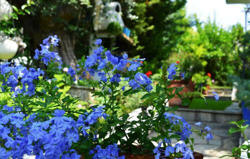 Sonia's House With Garden