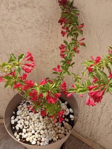 Apartamento City Center Garden House