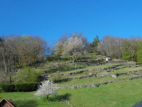 Apartamento G�te Du Silberwald Charmant G�te Avec Spa - Jacuzzi , Acc�s Privatif