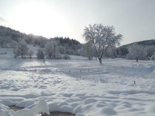 Apartamento G�te Du Silberwald Charmant G�te Avec Spa - Jacuzzi , Acc�s Privatif