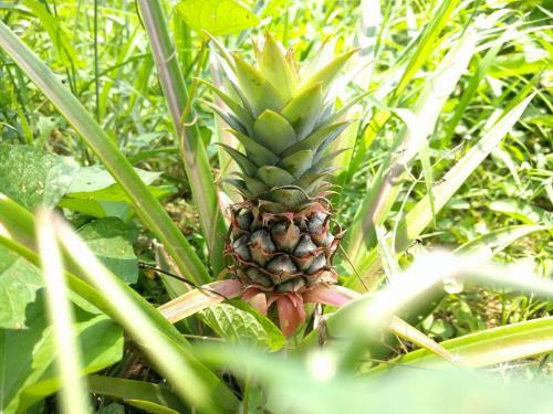 Agroturismo W�bu Full House Rental