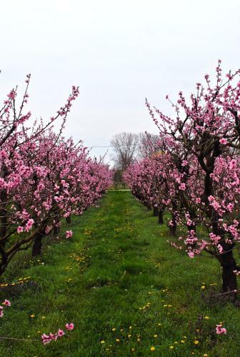 Bed & Breakfast Ai Frutti Di UNA Volta Room&breakfast