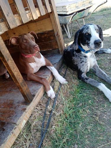Hostal Hotel Para Perros Dog Season S