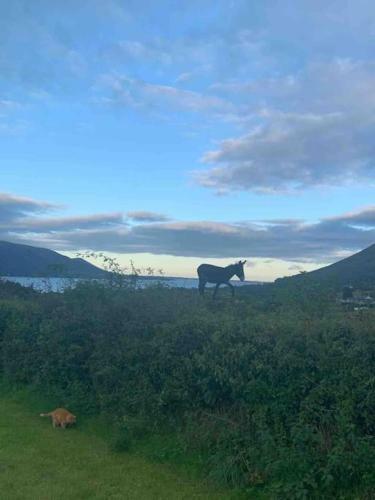 Apartamento An Both�n-cosy Cottage In The Cooley Mountains