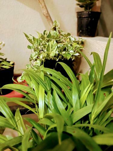 Apartamento Artistic 2bhk In The Downtown Close To Everything