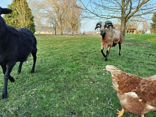 Hostal Les Chambres D'h�tes de L'all�e Des Champs