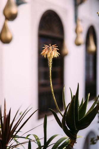 Riad Maison Bleue And Spa