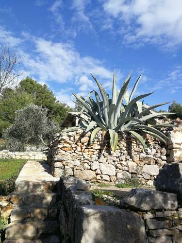 Apartment Garden, Korcula