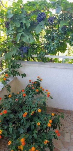 Apartamentos Villa Botanica