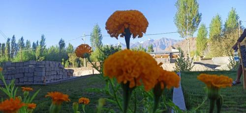 Bed & Breakfast Papsum Villa