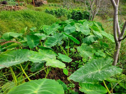 Hilltop Retreat Mukteshwar Homestay