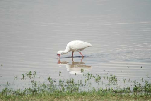Hostal Francolin Creek