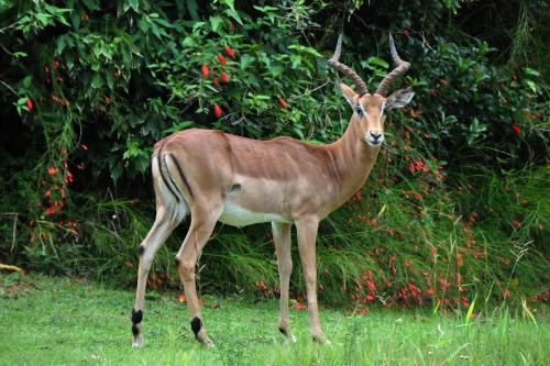 Kruger Park Lodge Unit No. 243