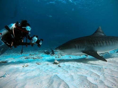 Hotel Viluxer Retreat & Dive Maldives