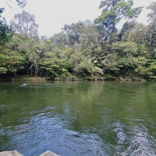 Gilu Caba�as Del Bosque