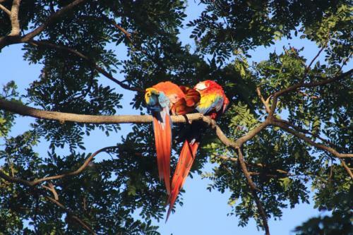 Bed & Breakfast (Hotel Carara) House Of Macaw