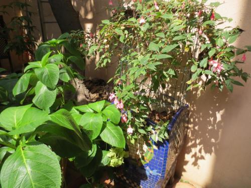 Hostal 1900 B&B Terrassa