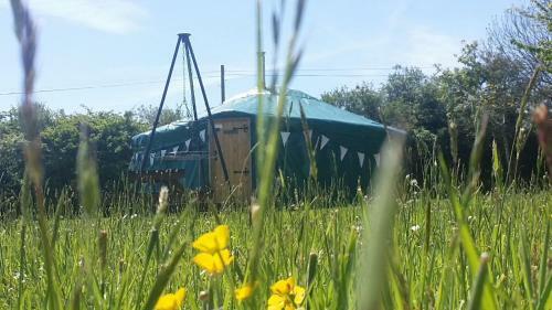 Sycamore Yurt Award Winning Wych Elm Glamping