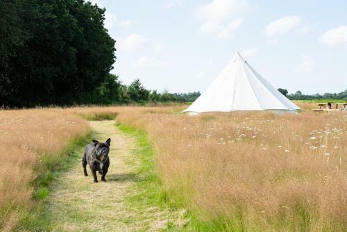 Daisy Bell Tent In The Broads