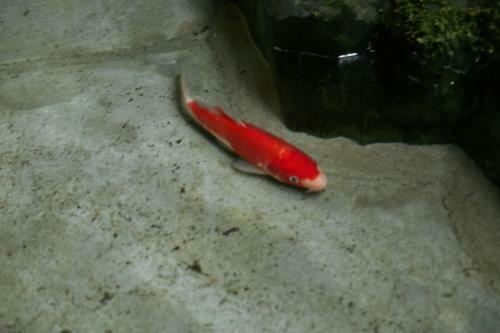 ???? By ??kyoto Hanare