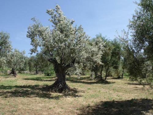 Agroturismo Agriturismo Il Viaio
