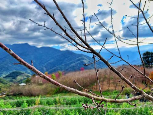 Tian Hsiang Tea B&B