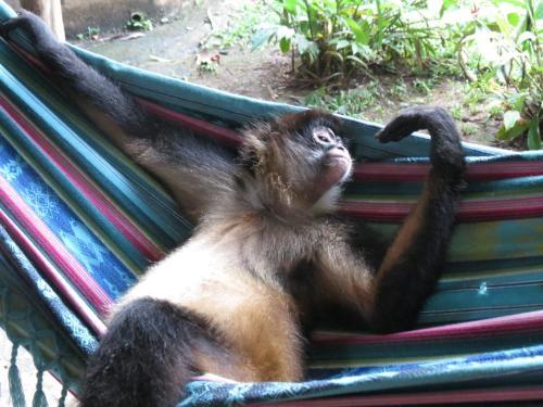 Bed & Breakfast Monkey Lodge Panama