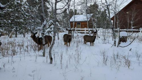 Cozy Cabin Getaway By Casago Mccall - Donerightmanagement