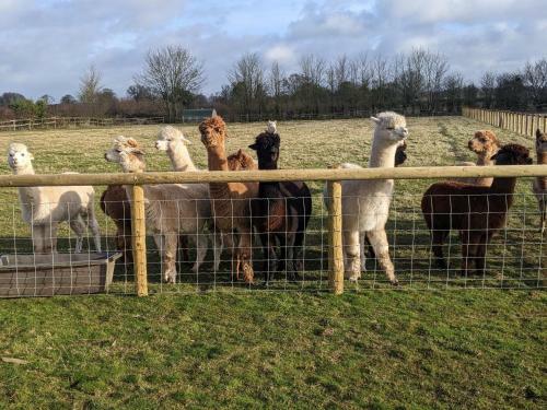 Wildwood Alpacas Glampaca