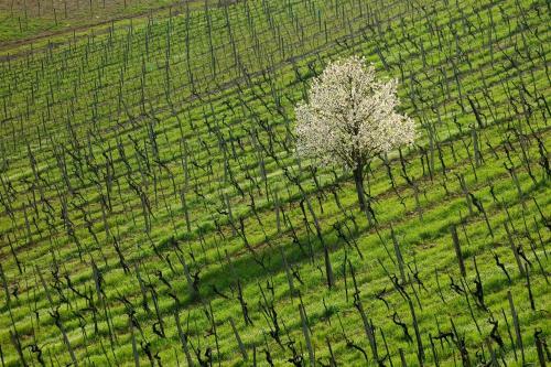 Apartamento Agriturismo Buondonno