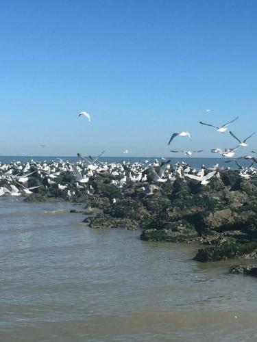 Apartamento Beachstudio Westende