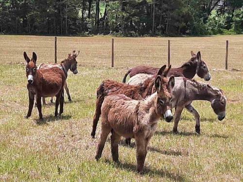 Little Ridge Ranch-west House-quiet Country Living